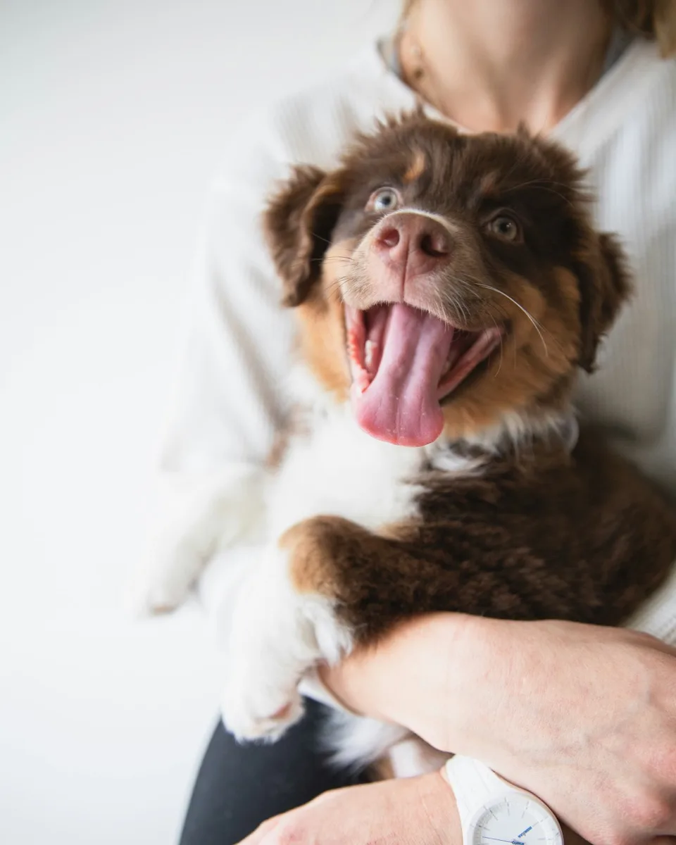 Cachorro café y blanco muy feliz en brazos de su dueña