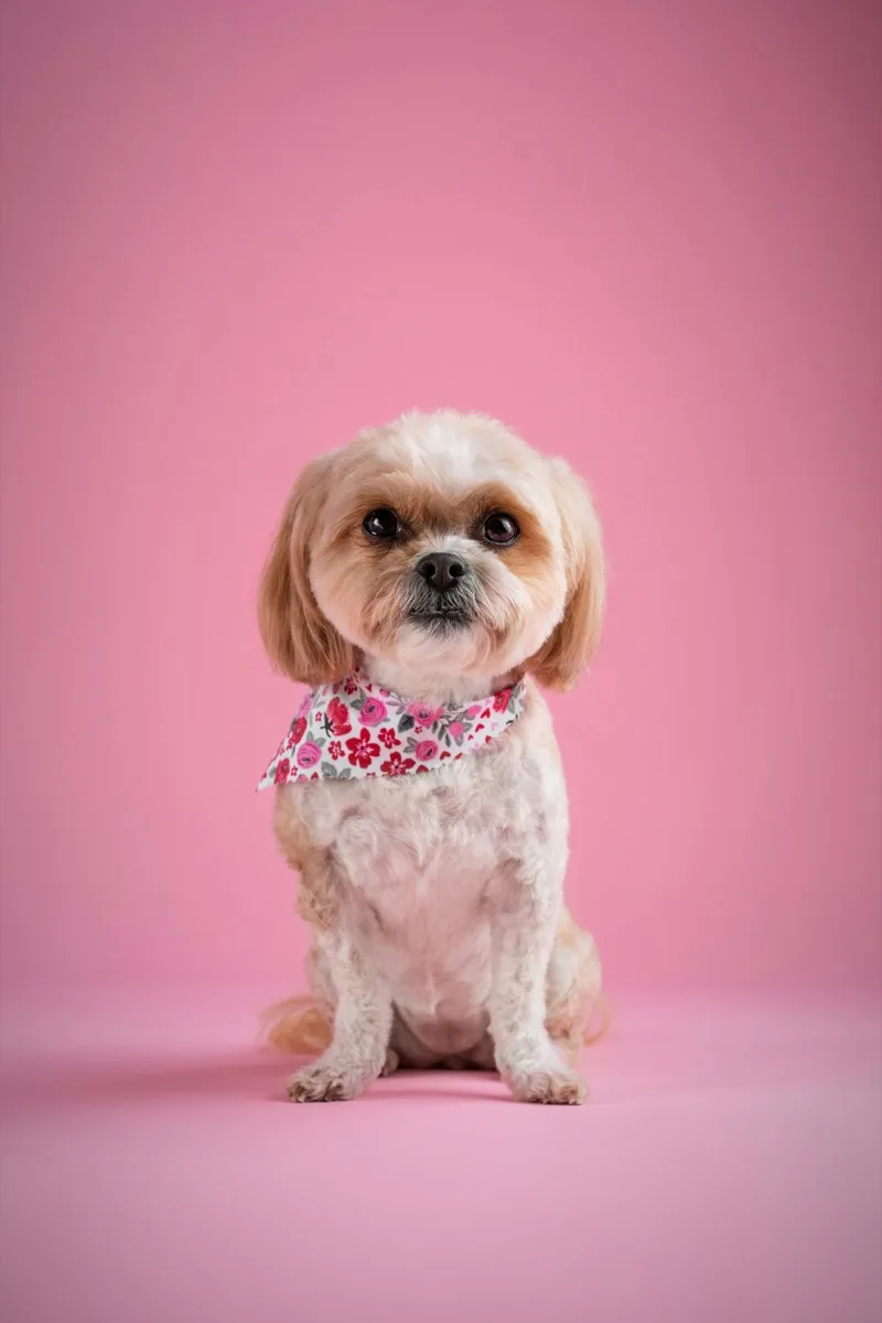 Perrito recién arreglado con pañoleta floral rosa sobre fondo rosado