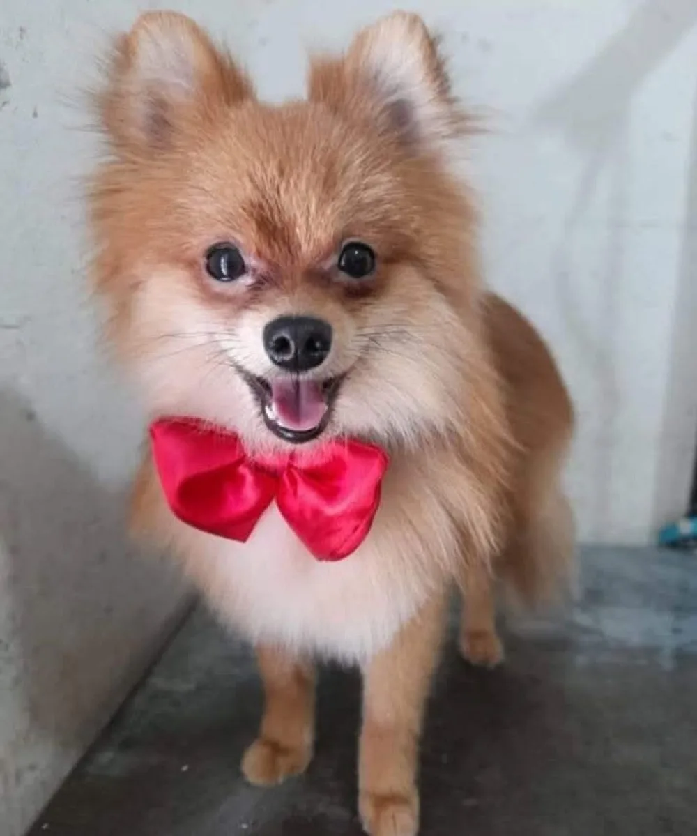 Pomerania color naranja recién arreglado con moño rojo