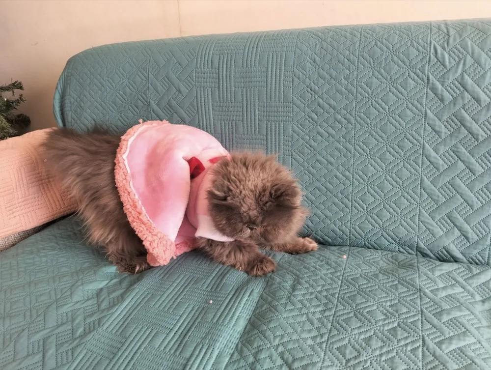 Gato gris de pelo largo consentido con sudadera rosa