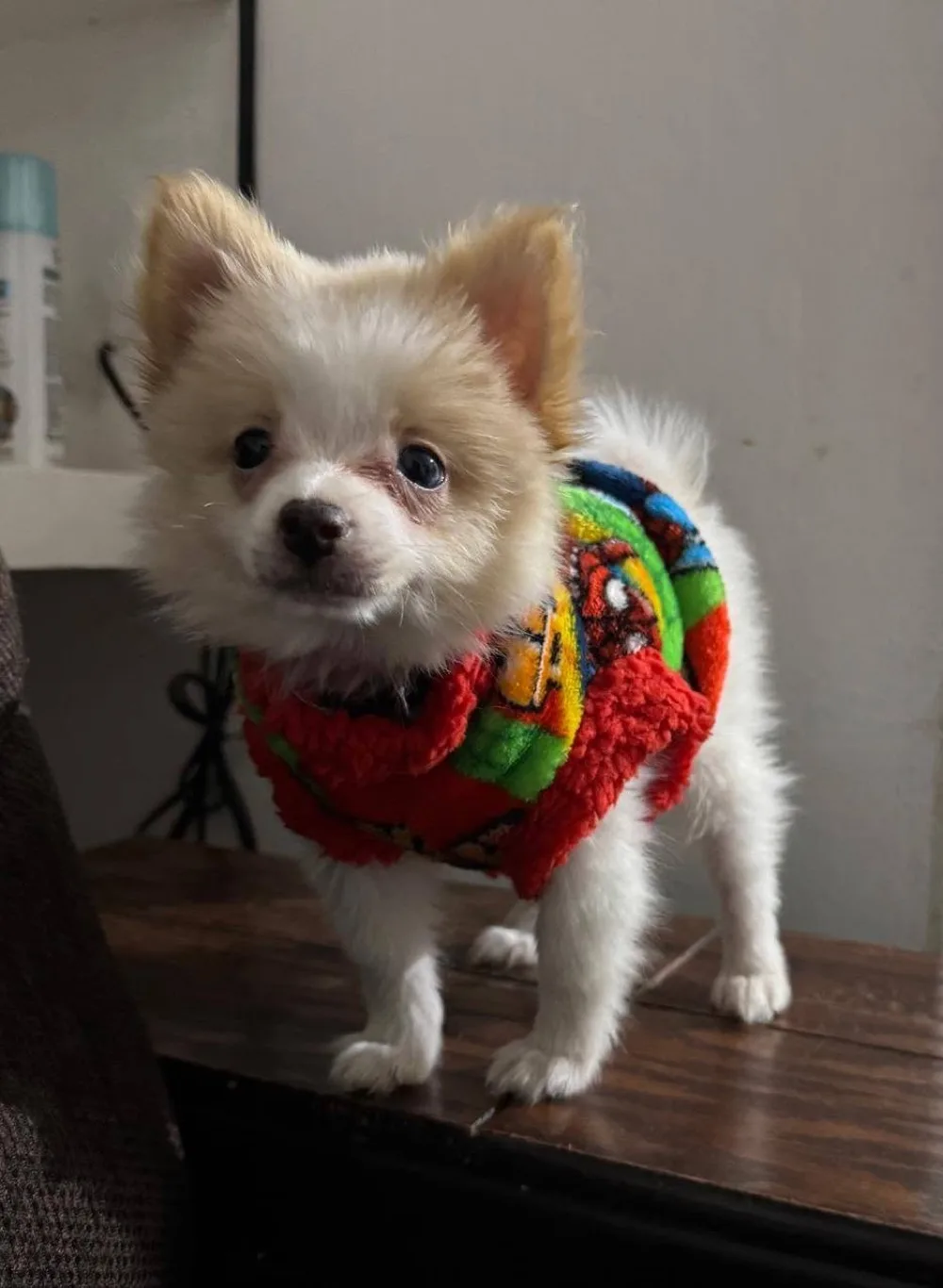 Pomerania blanco arreglado con suéter colorido