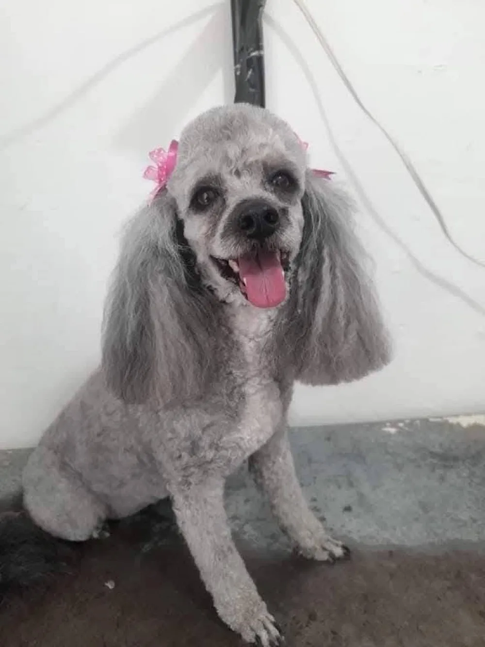 Poodle gris recién esquilado con moñitos rosas